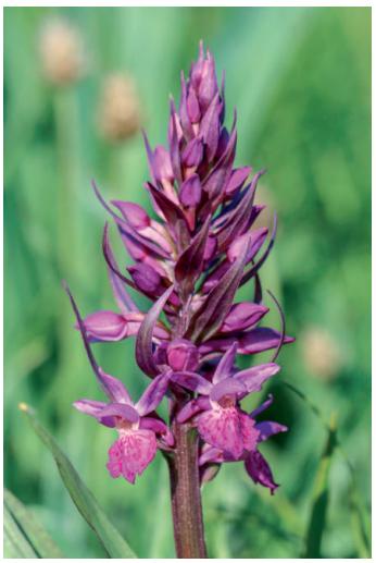 Monte Doro e Cima della Laghetta, le orchidee e i loro ambienti - luglio 2025.